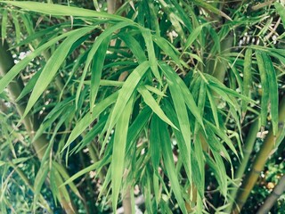 Green vetiver leaves background or texture