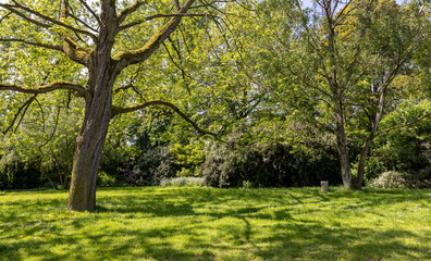 strong and thick trunk of an old tree in the park
