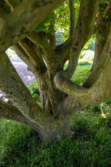 crooked and woven trunk of an old tree
