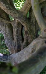 crooked and woven trunk of an old tree

