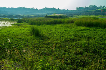 Fototapeta premium rice field in the morning