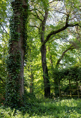 Obraz premium strong and thick trunk of an old tree in the park 