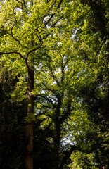 dense summer forest with many trees
