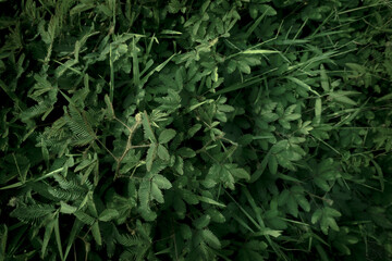 green leaves background