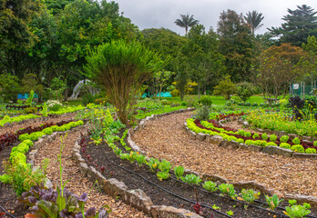 Tropical Flora in Serene Urban Green Space