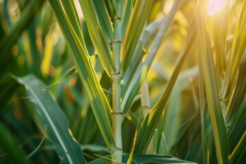 Fototapeta premium Photo of close up sugar cane fields