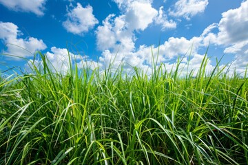 Obraz premium Photo of close up sugar cane fields