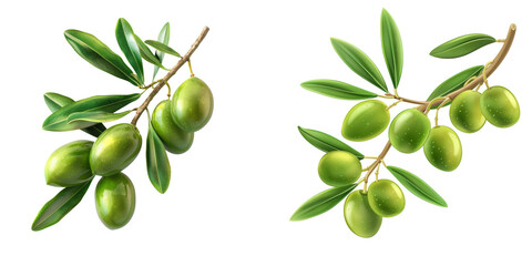 Fresh Olive Twig with Green Olives Isolated on Transparent or White Background, PNG