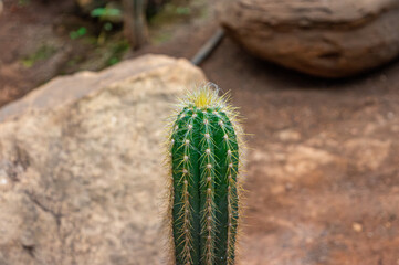 Solitary Cactus Standing Resilient in Tropical Habitat