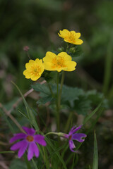 ミヤマキンバイ4