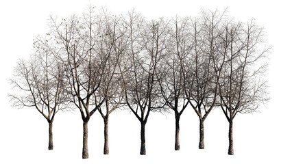 set of trees isolated on white