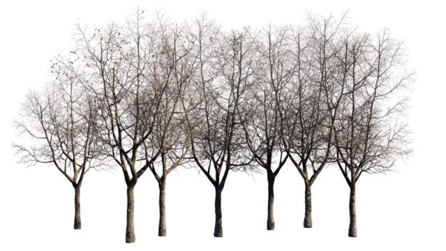 set of trees isolated on white