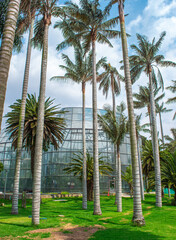 Tropical Oasis Amidst Urban Landscape