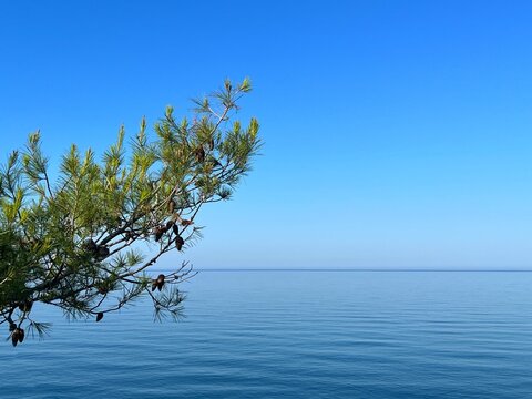 Pine tree above calm blue sea water
