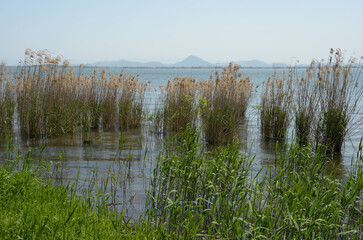 琵琶湖の葦　滋賀県
