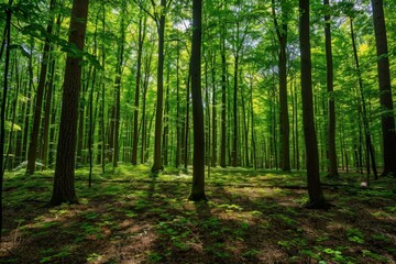 Obraz premium Peaceful green forest with tall trees creating a beautiful natural canopy. Sunlight streaming through, casting shadows on the forest floor.