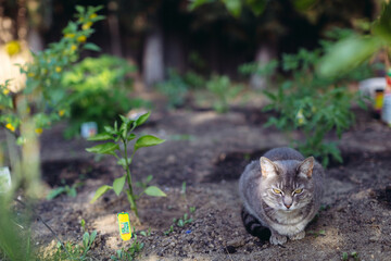 Domestic house cat sitting in a vegetable garden