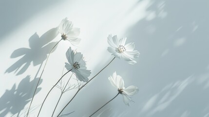 Delicate white flowers casting soft shadows on a light background. Minimalist nature aesthetic captured in beautiful natural lighting.