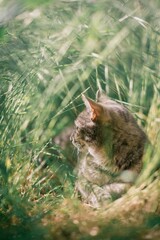 Domestic house cat resting in long grass n a summer day