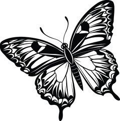 black and white butterfly illustration