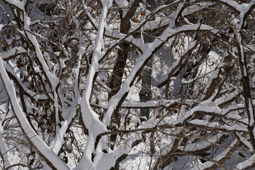 눈 덥힌 나뭇가지