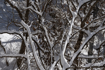 눈 덥힌 나뭇가지