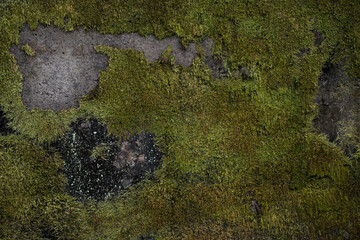 이끼가 있는 벽