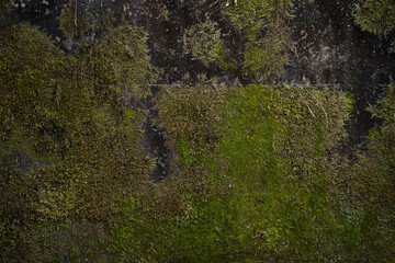 이끼가 있는 배경