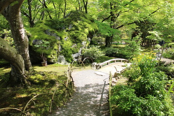 Fresh green in Hogon-in Temple, Kyoto, Japan