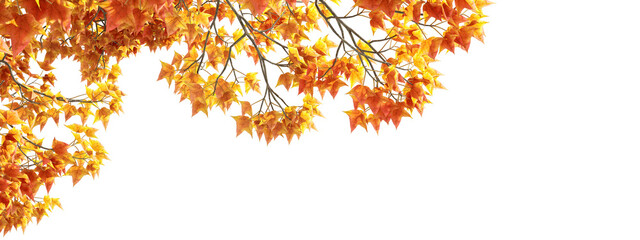Autumn tree leaves on white background