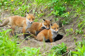 子キツネがじゃれ合う