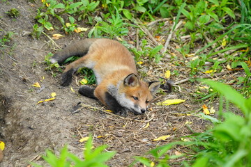 地面に寝る子キツネ