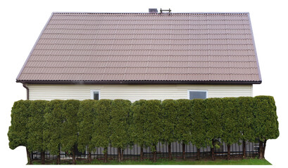 A hedge of coniferous trees near a village shed isolated
