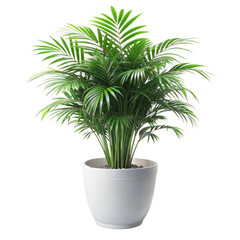 Fototapeta premium parlor palm in white pot, isolated on white background