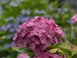 ６月の紫陽花