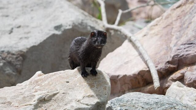 Mink standing on the rocks at Utah Lake as it is hunting.