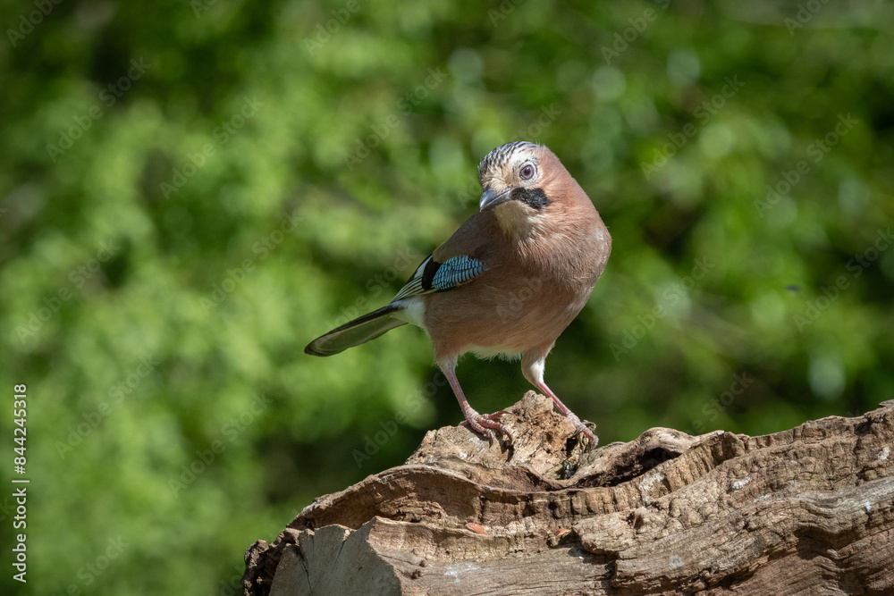 Poster standing on an old fallen tree trunk is a close portrait of a jay. the background is natural and out