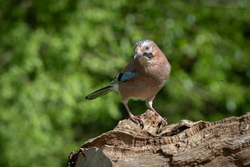 Standing on an old fallen tree trunk is a close portrait of a jay. The background is natural and out of focus with space for text