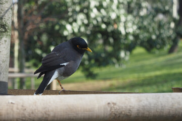 A gorgeous black bird is perched on a wooden surface against a lush green background