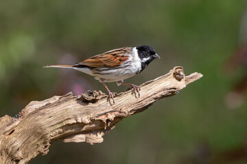 A close up of a male reed bunting, Emberiza schoeniclus, as he is perched on a wooden branch against a natural out of focus background