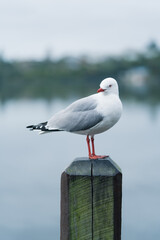 seagull on post