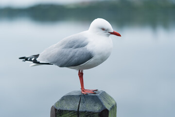 Fototapeta premium seagull on the pier