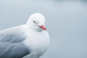 seagull on the beach