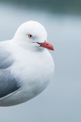 seagull on the beach