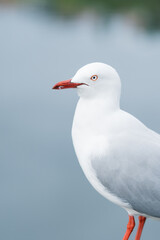 seagull on the beach