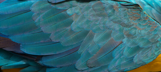 Beautiful macaw feathers blue exotic texture for background © chamnan phanthong