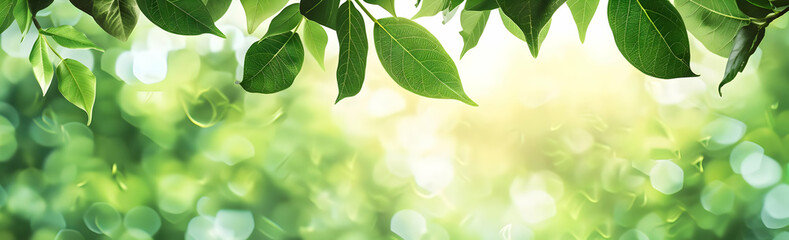 Naklejka premium Green leaves with blurred background, sunlight shining through.