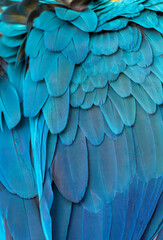 Beautiful macaw feathers blue exotic texture for background