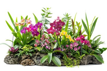 A collection of potted orchid plants arranged together