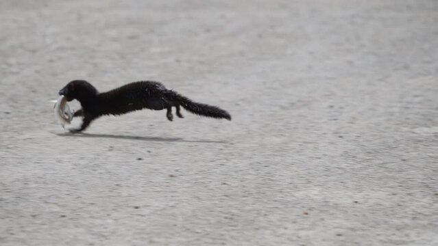 A mink with a fish in its mouth running and jumping into the rocks at Utah Lake in slow motion.